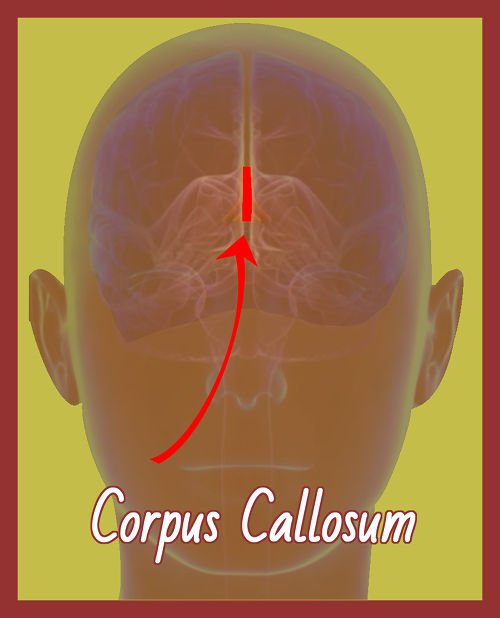 Guided Imagery - Corpus Callosum